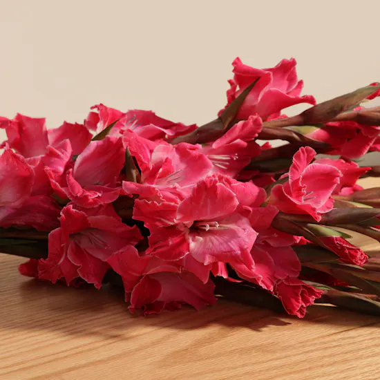 Gladiolus La Zamora | Flowers Bouquet
