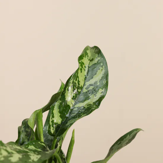 Charming Green Aglaonema Maria Plant