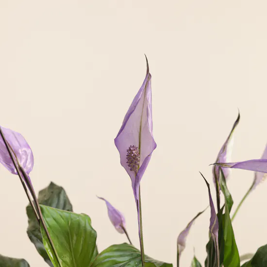 Royal Purple Spathiphyllum Plant