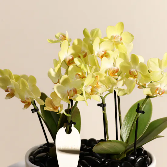 Double Small Yellow Phalaenopsis Plants