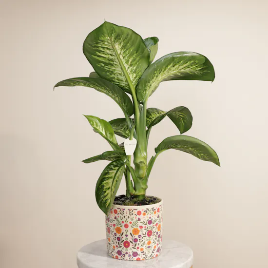 Big Green Dieffenbachia Plant