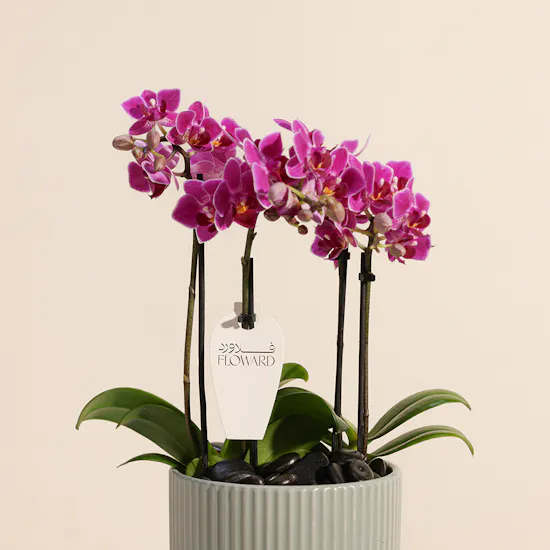 Purple Little Orchid Plant