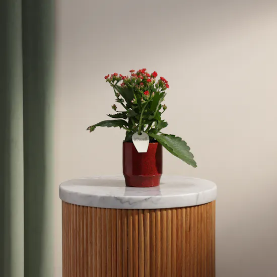 Enchanting Red Kalanchoe Plant