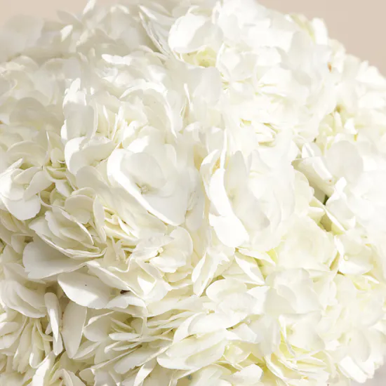 Magical White Hydrangea Box | 8 Flowers