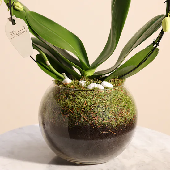 Graduation Orchid White Loop Vase