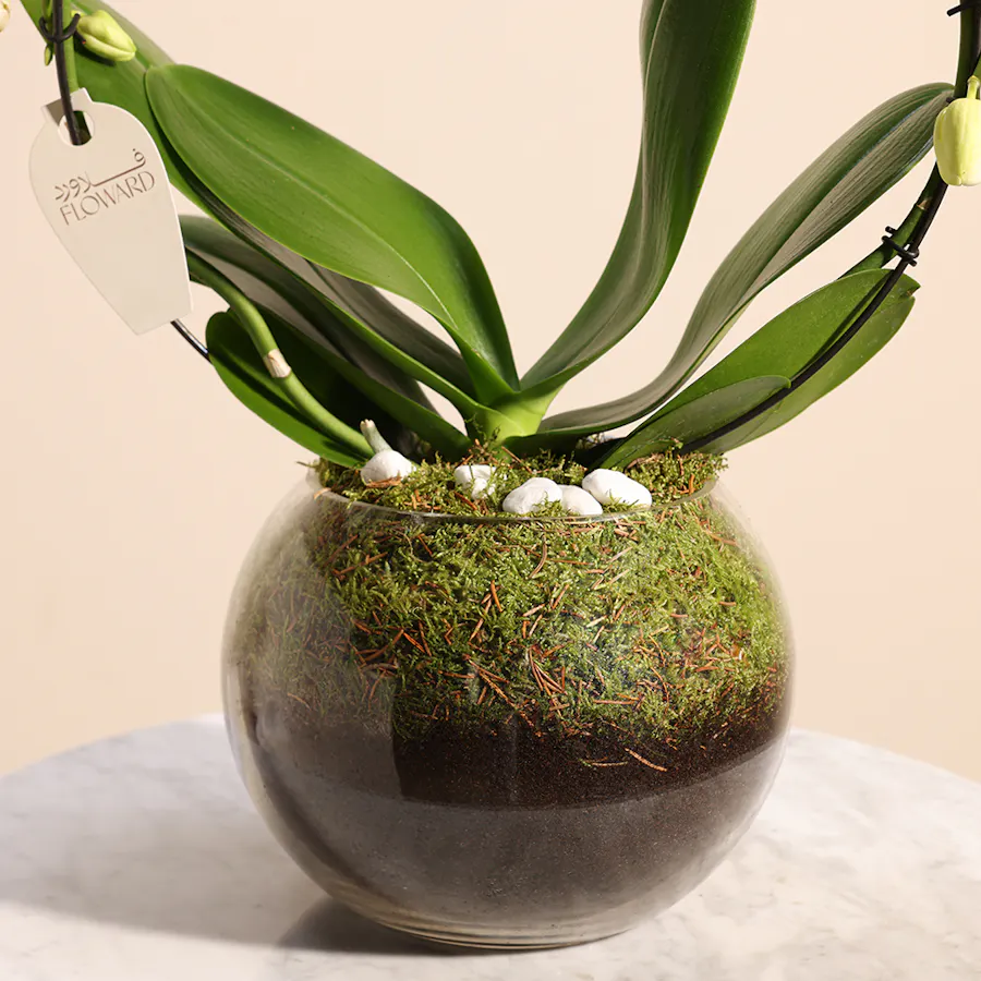 Orchid White Loop 4