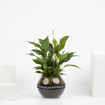 Spathiphyllum Plant | Glass Pot