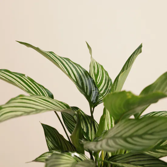 Artistic Calathea Vittata Plant