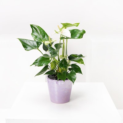 Mini White Anthurium Plant