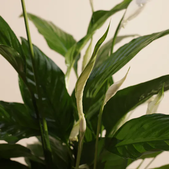 Pure Big White and Green Spathiphyllum Plant