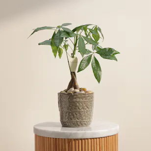 Curated Pachira Plant