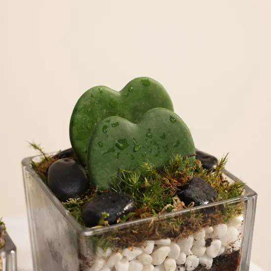 Charm Hoya Kerrii Heart Plants