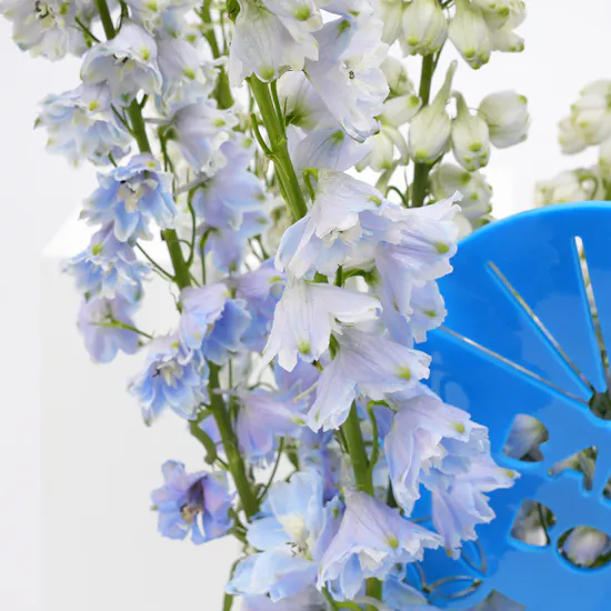 Levo Chocolate Box | Baby Boy Blooms