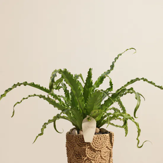 Stunning Asplenium Antiquum Osaka Plant