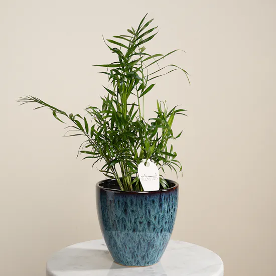 Stunning Small Chamaedorea Plant