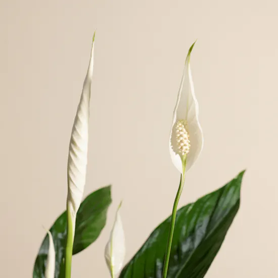 White Spathiphyllum Bingo Plant