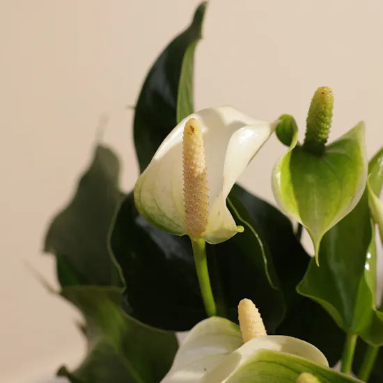 Fancy White Anthurium Plant