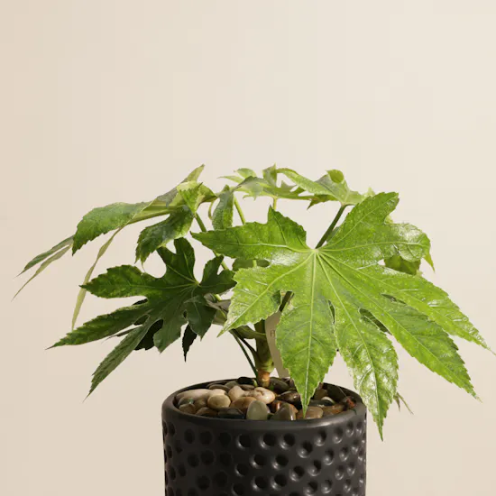 Light Fatsia Japonica Spiderweb Plant