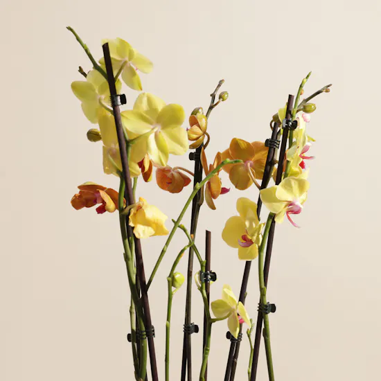 Stunning Yellow and Orange Orchid Plant