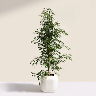 Elegant Ficus Exotica Plant Pot