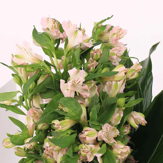 20 Pink Alstroemeria | Painted Vase