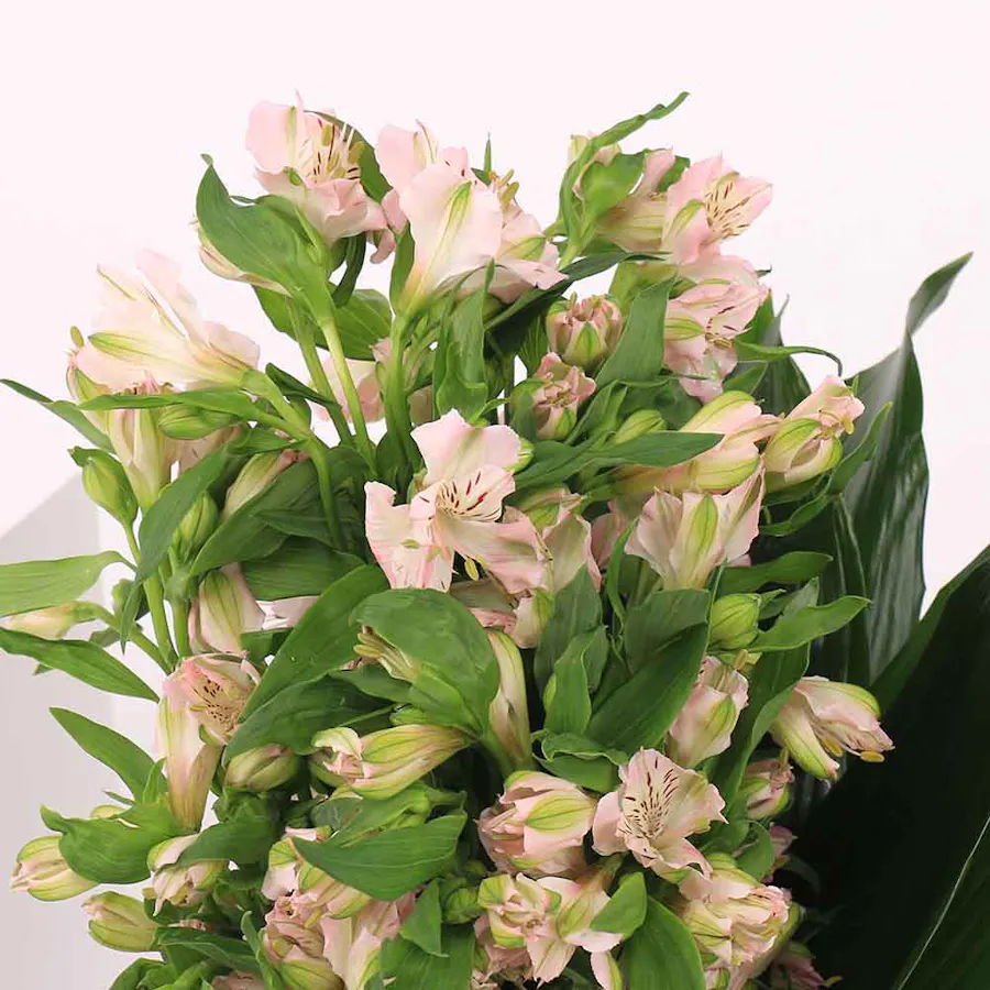 20 Pink Alstroemeria | Painted Vase 4