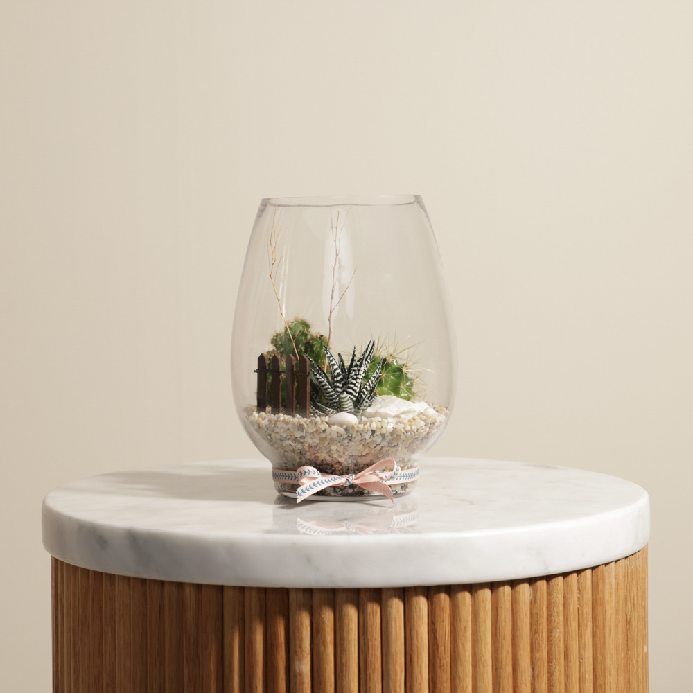 الجرة الصحراوية الصغيرة | تيراريوم مفتوح