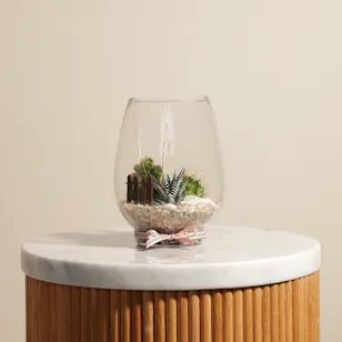 Charming Little Desert | Open Terrarium 