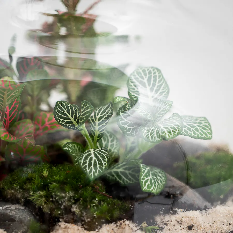 Ficus Bonsai Garden | Closed Terrarium  4