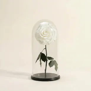 Charming Preserved White Rose | Glass Dome 