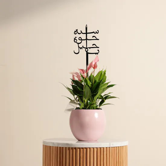 Pink Birthday Anthurium Plant