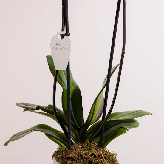 Majestic Purple Orchid Plant
