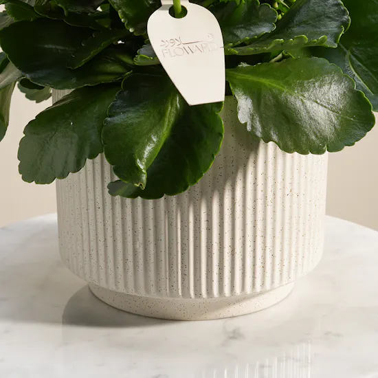 Cute White Kalanchoe Plant