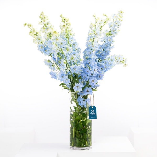 Blue Delphiniums, Glass Vase