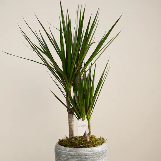Warm Dracenia Plant Pot