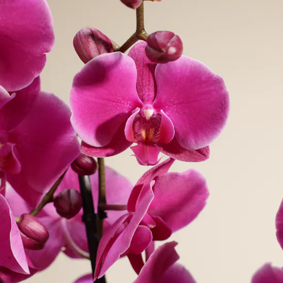 Spark Purple Orchid Plant
