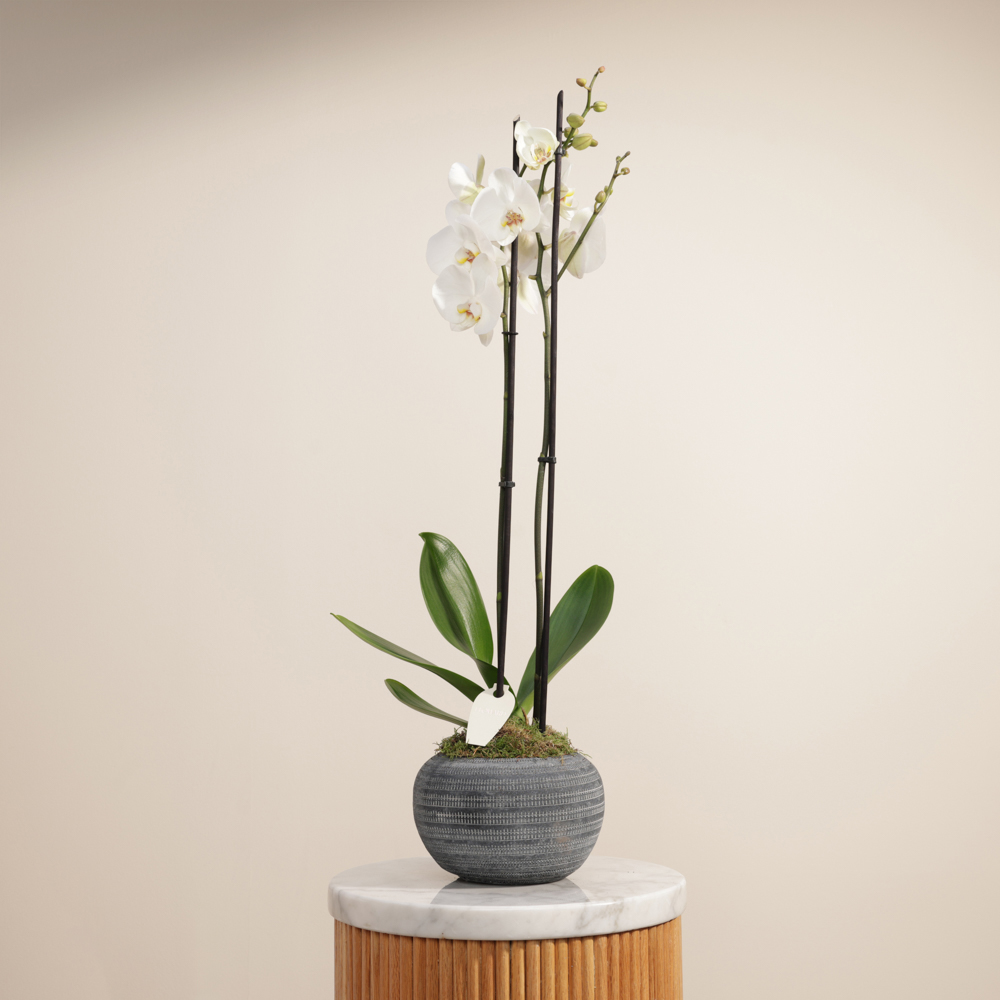 نبات أوركيد أبيض نقي