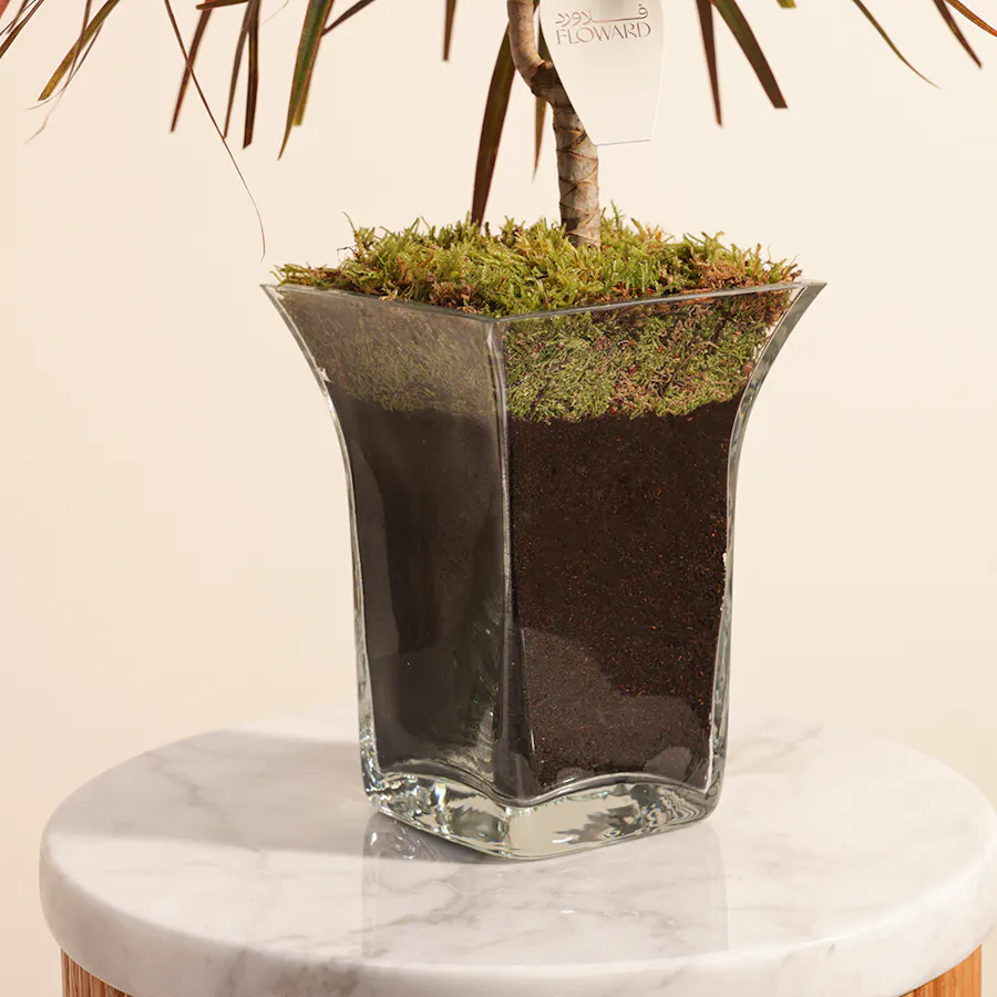 Dracaena Marginata 3