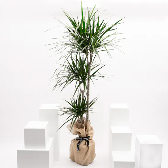 Large Dracaena Massangeana Plant | Wrapped Pot