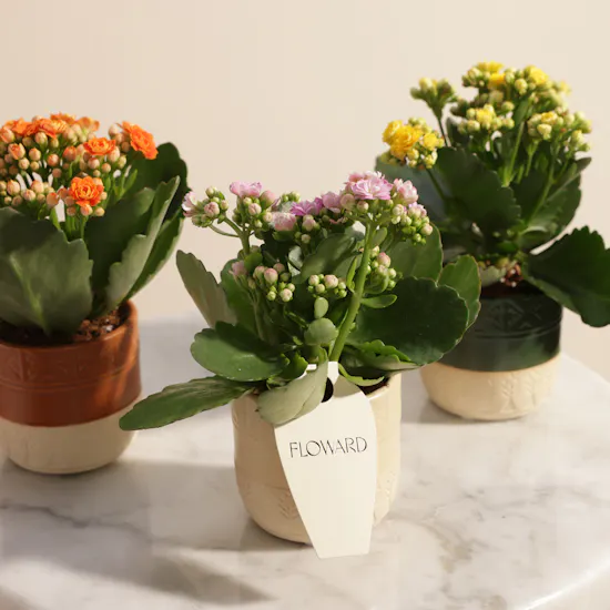 Majestic Small Kalanchoe Plants Set