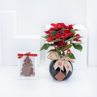 Läderach Holiday's Tree Hazelnut Milk Chocolate | Red Poinsettia