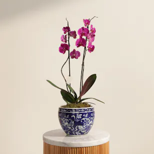 Unique Purple Orchid Plant Vase