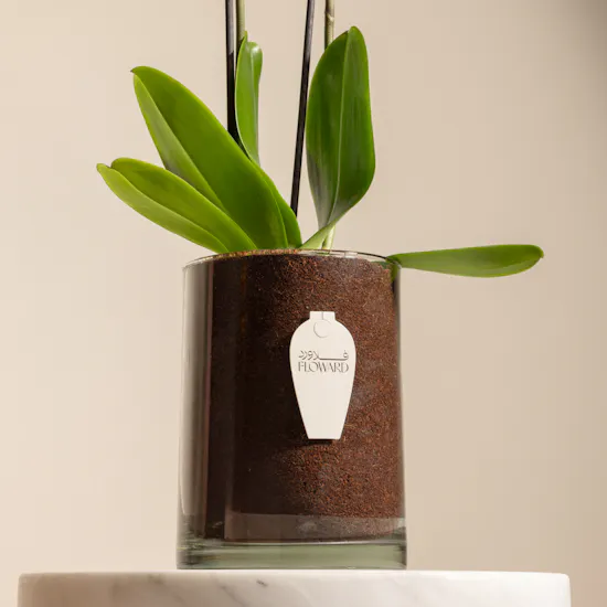 White Orchid Plant | Glass Pot