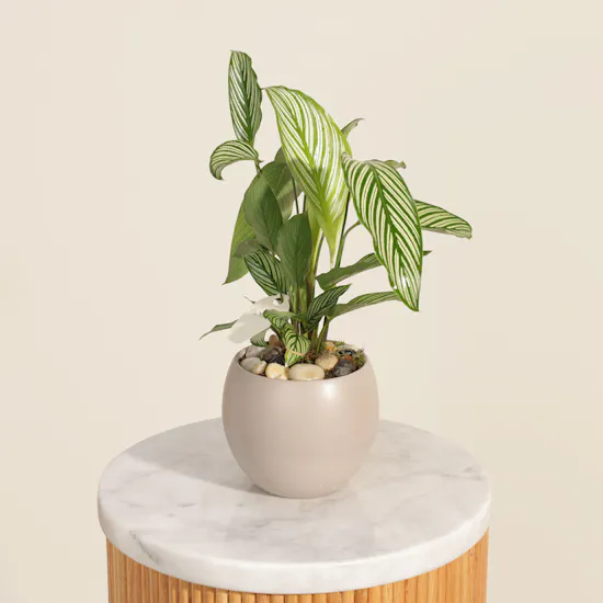 Wonderful Calathea Vittata Plant