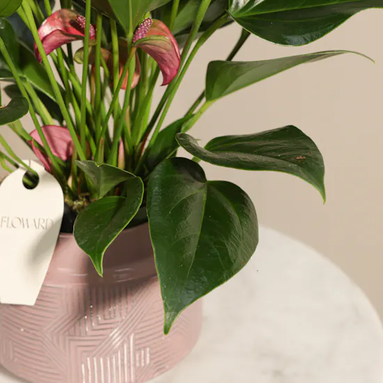 Regal Purple Anthurium Plant