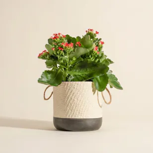 Joyful Red Kalanchoe Plant Vase