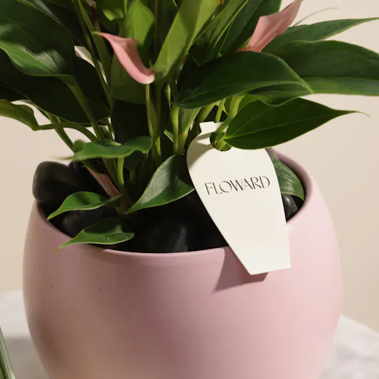 Ladurée Eugenie Box | Magical Plant Pot