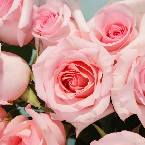 Sweet Blush Rose Bouquet