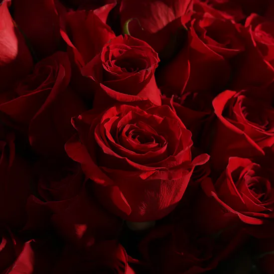 Velvet Promise Rose Bouquet | 50 Flower