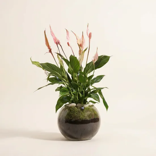 Delightful Peace Lilies Plant